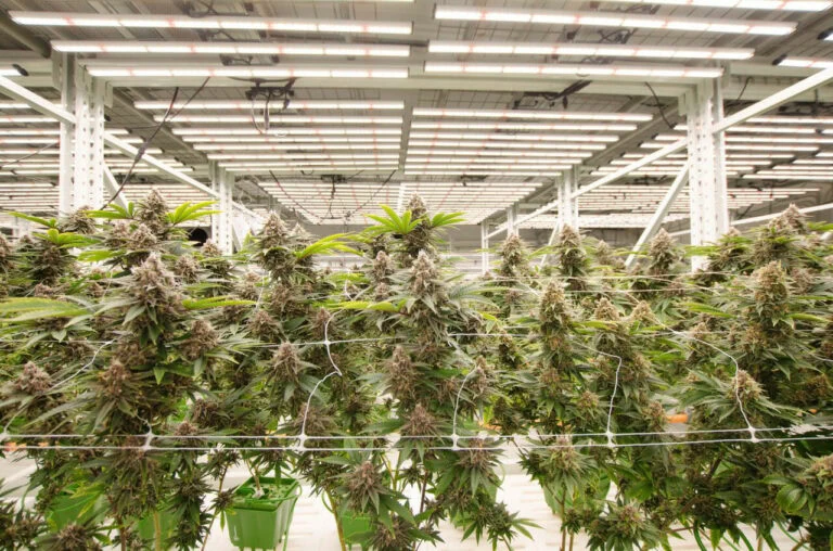 Cannabis plants thriving under advanced LED grow lights in a commercial facility.