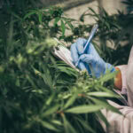 Cannabis cultivation lab with person in lab coat and gloves writing on clipboard amidst thriving plants under Fluence LED lights, Austin-based manufacturer optimizing crop production through advanced lighting solutions.