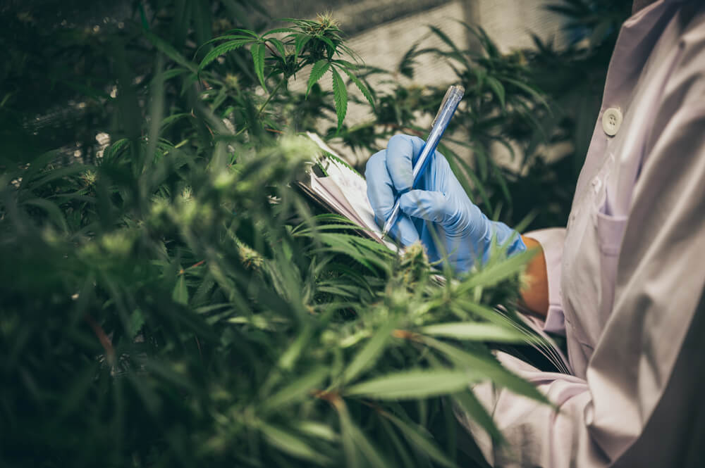 Cannabis cultivation lab with person in lab coat and gloves writing on clipboard amidst thriving plants under Fluence LED lights, Austin-based manufacturer optimizing crop production through advanced lighting solutions.