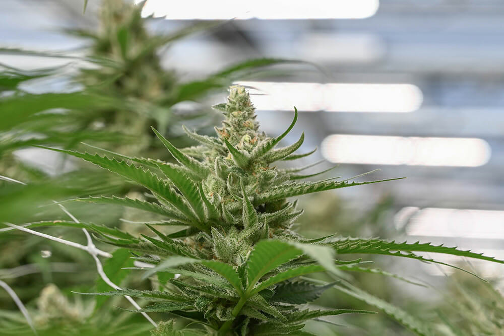 DLI_Cannabis-Blog-header