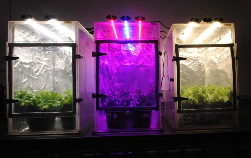 Three chambers showing cannabis under commercial LED grow lights: white and purple.
