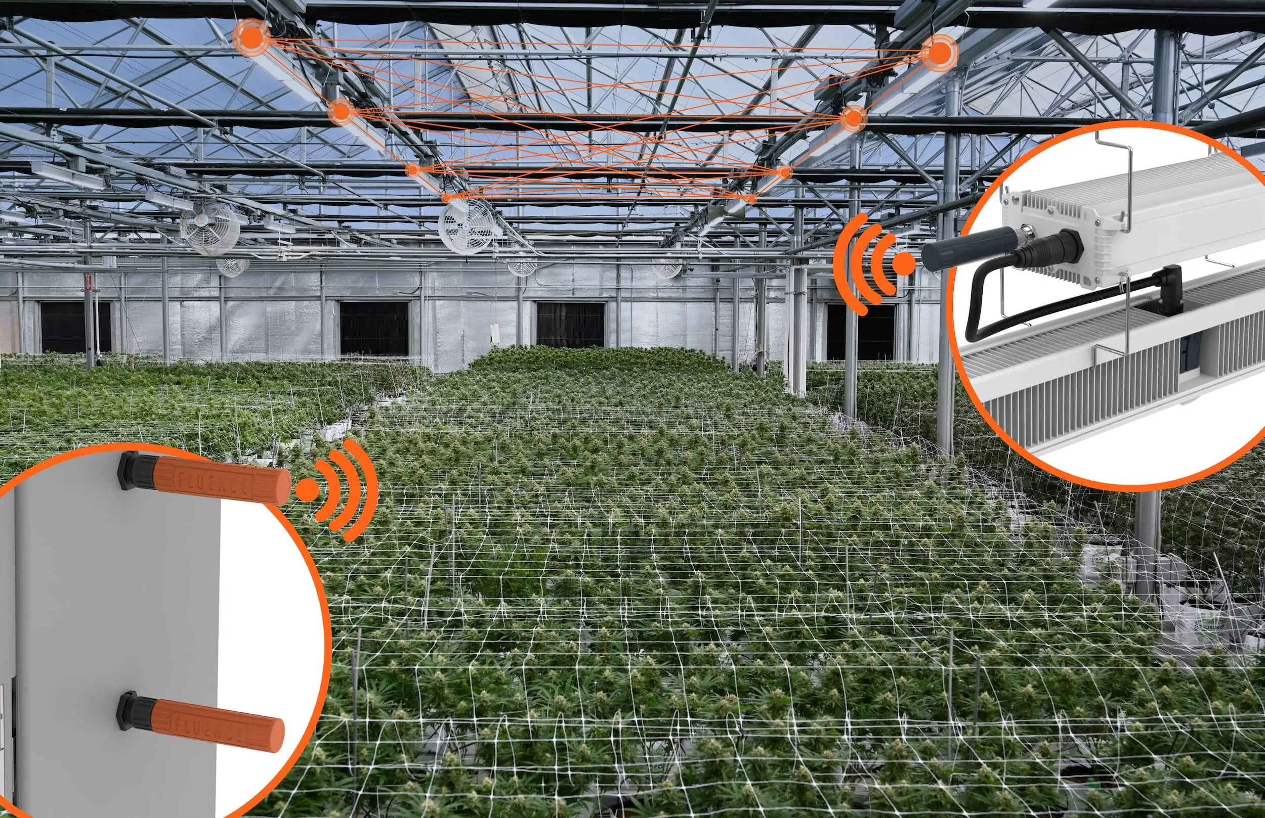 Commercial cannabis cultivation greenhouse with LED grow lights and wireless dimming tech.