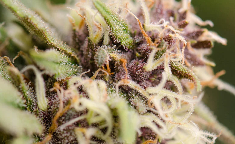 Close-up of cannabis bud under LED grow lights showing trichomes and pistils.