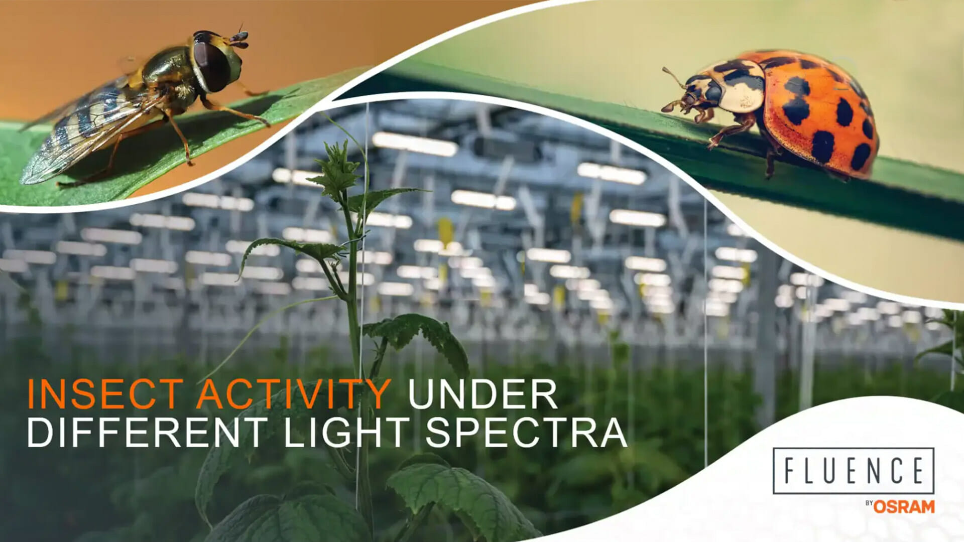 A greenhouse with plants highlights LED grow lights for cannabis cultivation.