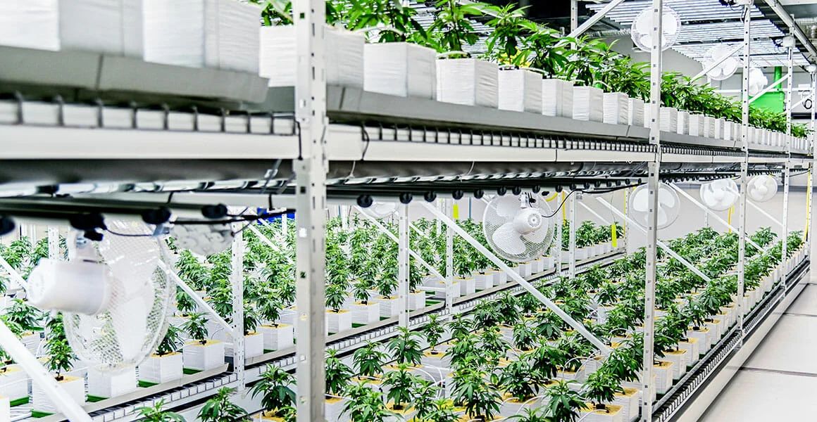 Young cannabis plants under LED grow lights for commercial cannabis cultivation.
