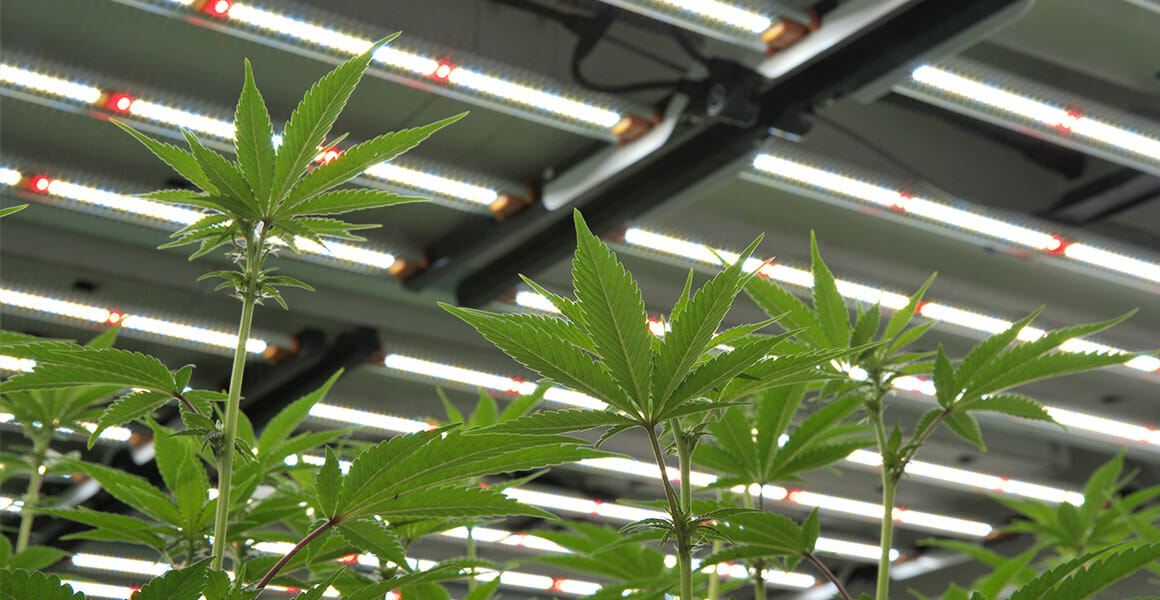 Plantas de cannabis que prosperan bajo las avanzadas luces LED de cultivo comercial.