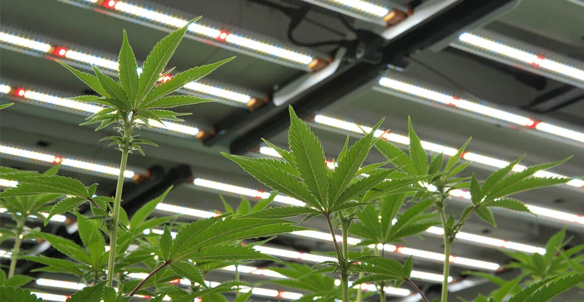 Cannabis plants thriving under advanced LED grow lights for commercial cultivation.