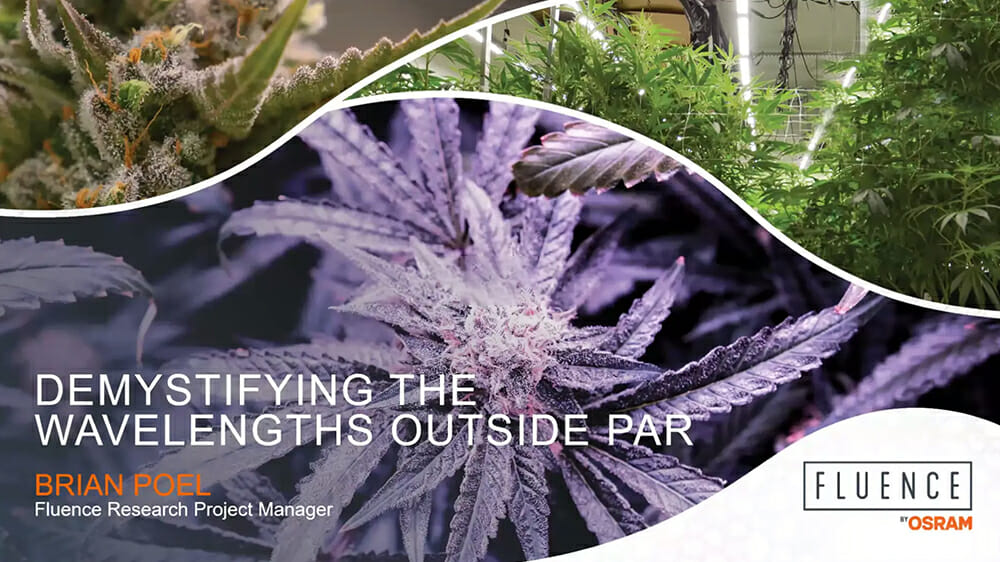 Close-up cannabis plants with "Demystifying Wavelengths Outside PAR" text, LED grow lights, commercial cannabis cultivation, and Fluence OSRAM logo.