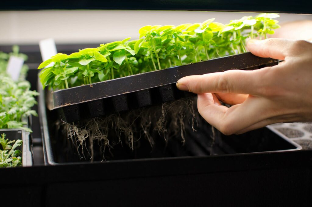 A hand lifts cannabis seedlings, roots visible, under advanced LED grow lights.
