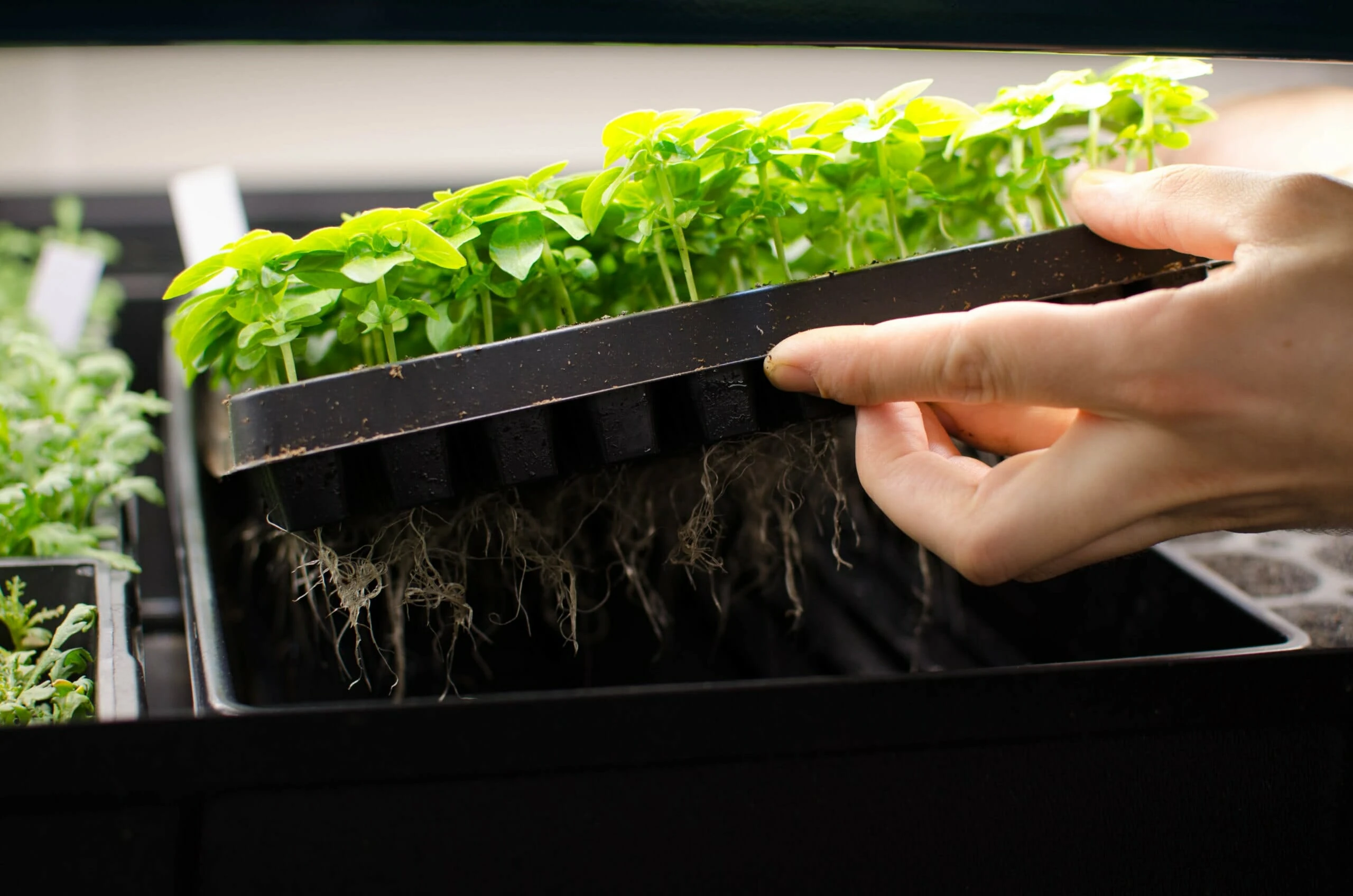 A hand lifts cannabis seedlings, roots visible, under advanced LED grow lights.