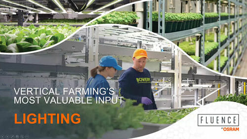 Two growers tend cannabis under LED grow lights for commercial cultivation.