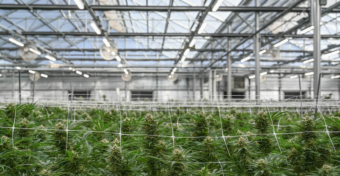 Cannabis plants thriving under LED grow lights for commercial cannabis cultivation.