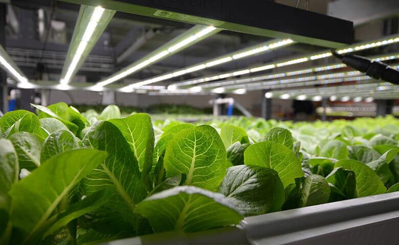 Plantas de cannabis que florecen bajo luces de cultivo LED avanzadas para cultivo comercial.