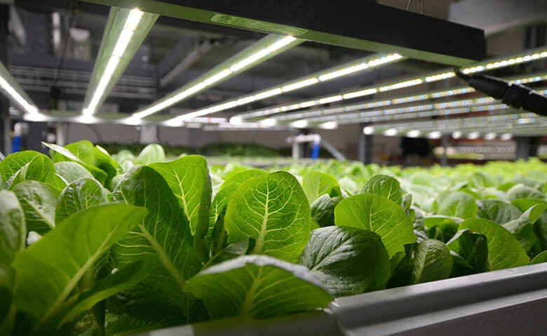 Cannabis plants flourishing under advanced LED grow lights for commercial cultivation.