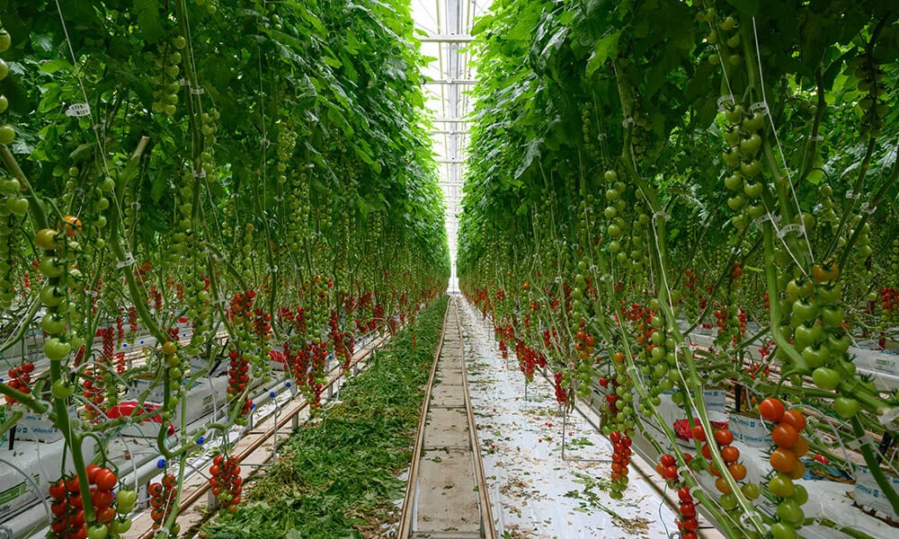 Rows of cannabis plants under LED grow lights for commercial cannabis cultivation.