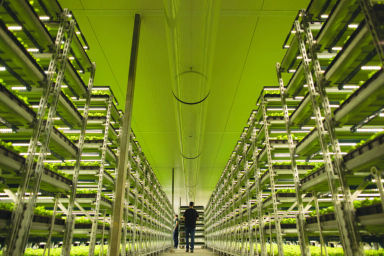 Two growers in a commercial cannabis farm with LED grow lights for cannabis.