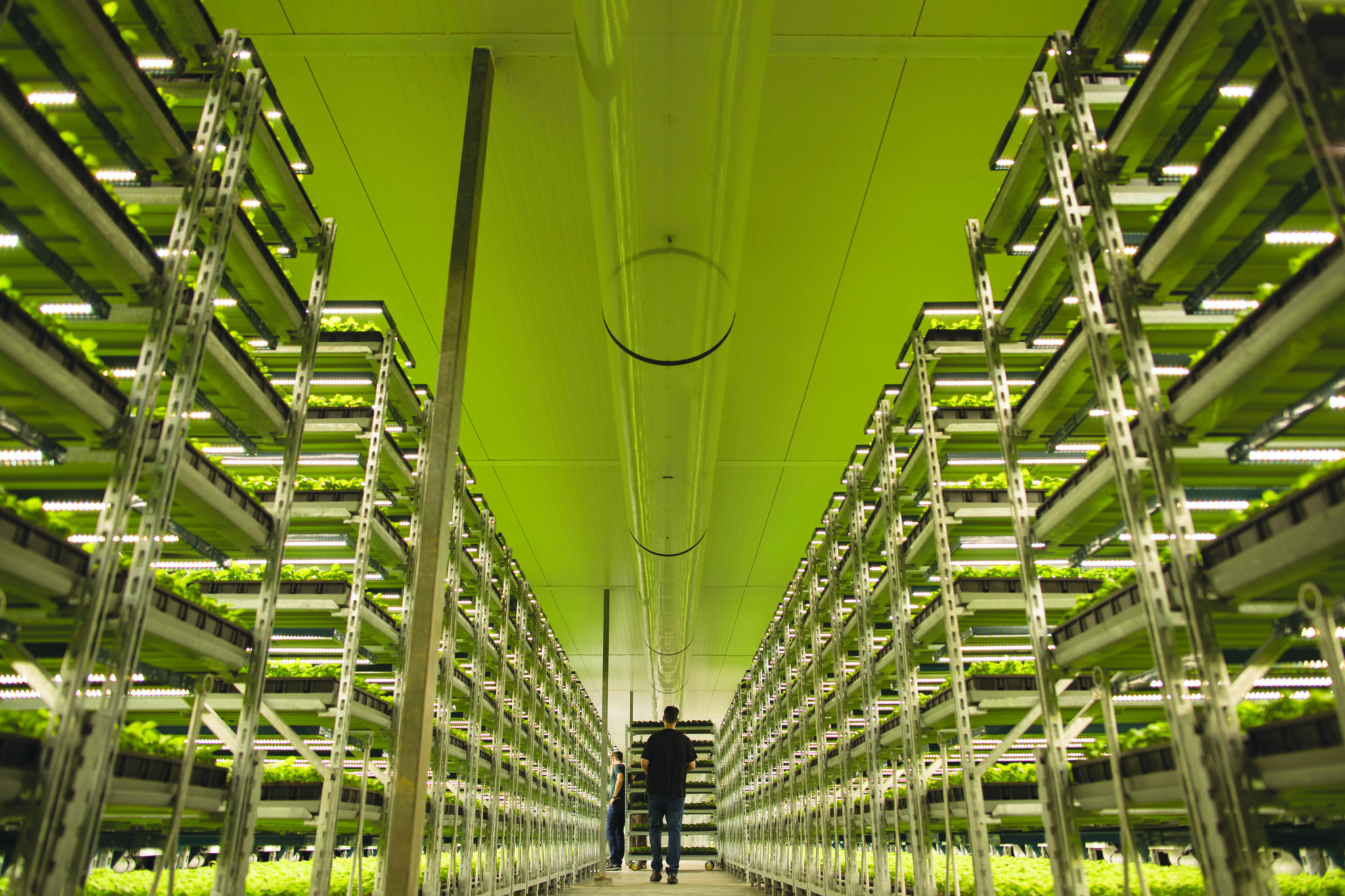 Deux cultivateurs dans une ferme commerciale de cannabis avec des lampes de culture LED pour le cannabis.