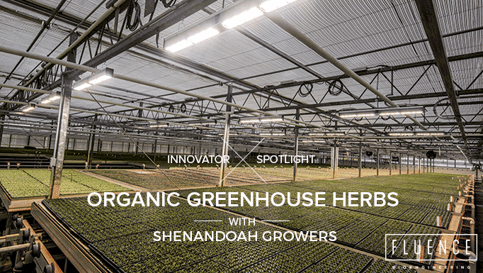 Commercial cannabis cultivation with LED grow lights under glass roof, text overlay.