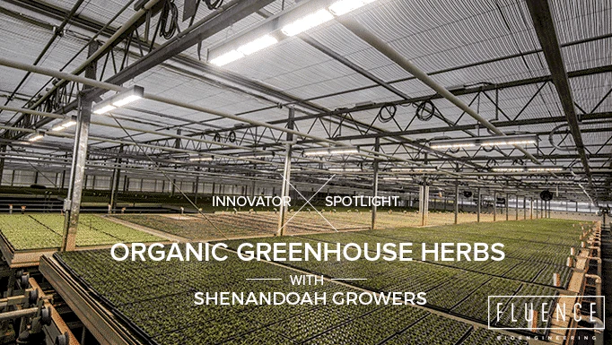 Commercial cannabis cultivation with LED grow lights under glass roof, text overlay.