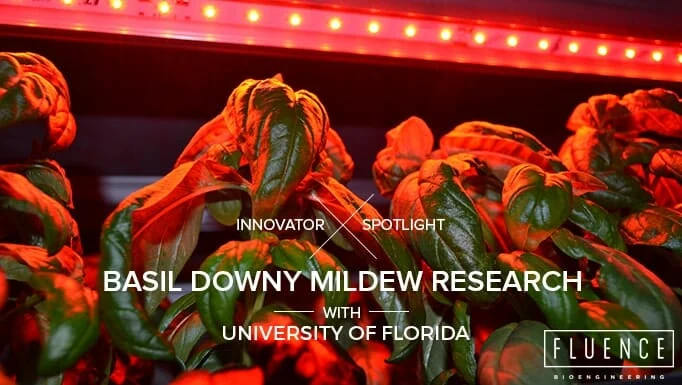 Basil growing under red LED grow lights for cannabis in a research facility.