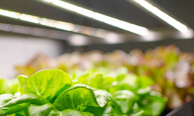 Cannabis plants under LED grow lights for commercial cannabis cultivation.