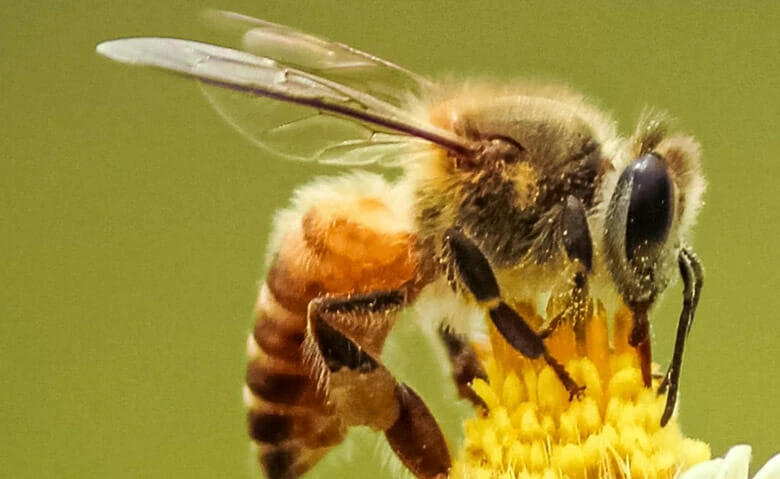 Honeybee pollinates flower under LED grow lights for cannabis cultivation.