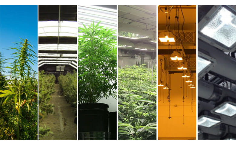 Geteiltes Bild von Cannabis im Freien, im Gewächshaus und im Innenbereich mit LED-Wachstumslampen.