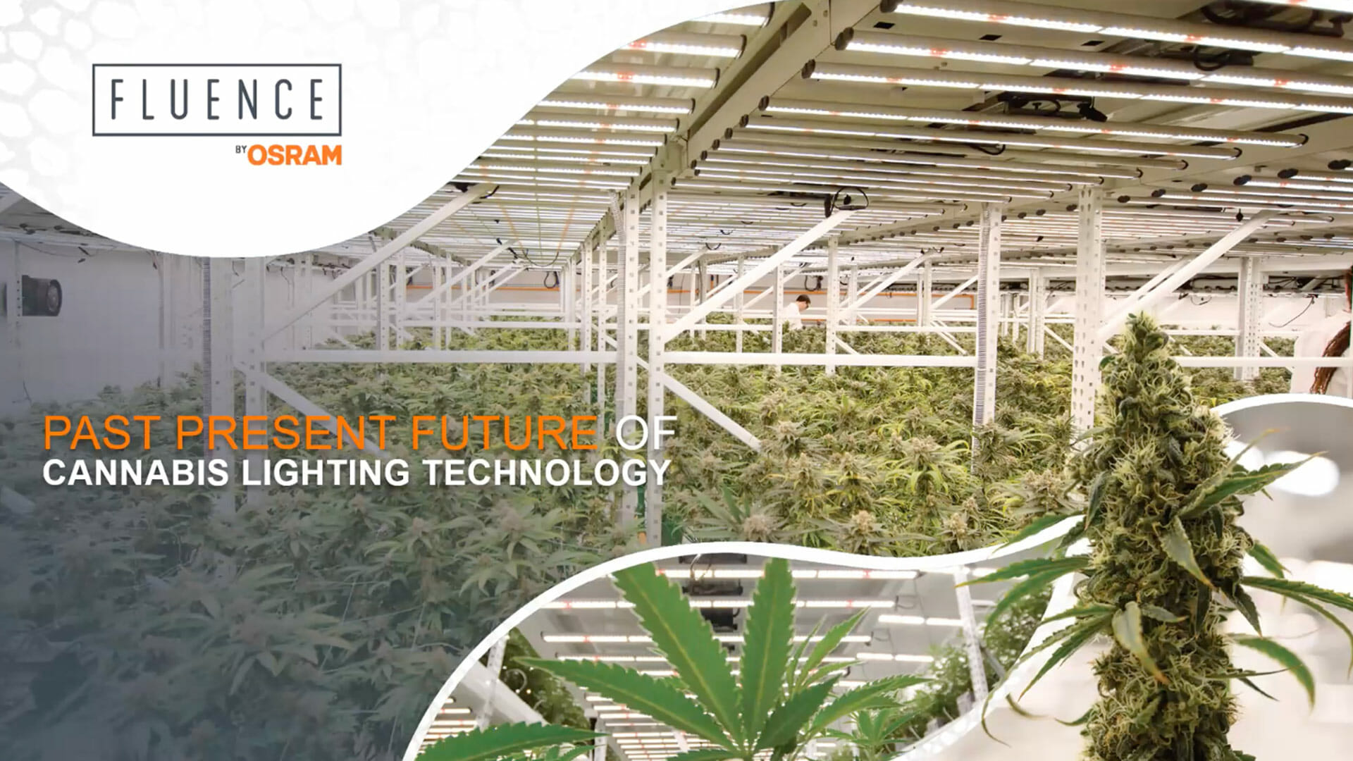 Rows of cannabis under LED grow lights in a commercial cultivation facility.