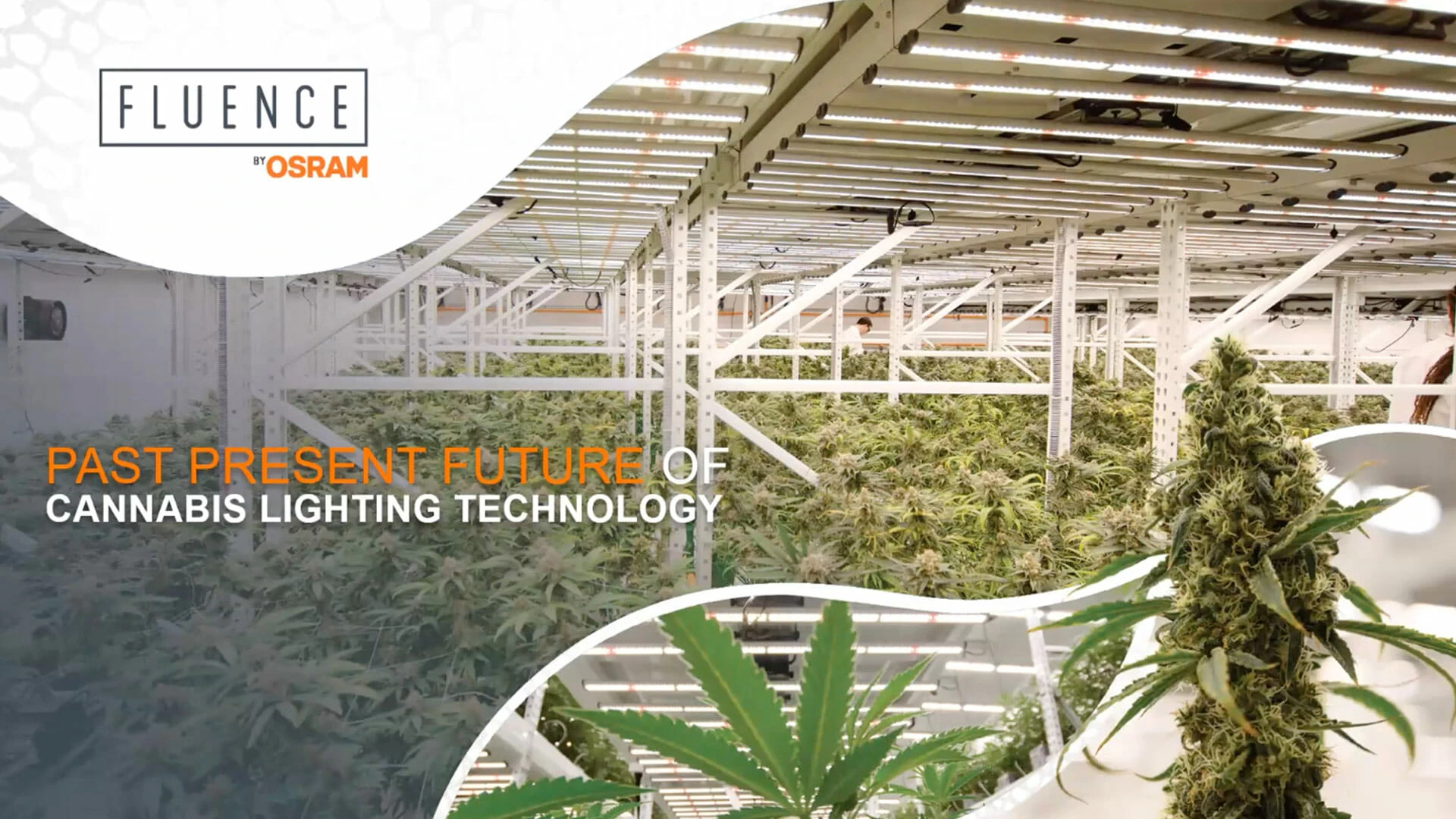 Rows of cannabis under LED grow lights in a commercial cultivation facility.