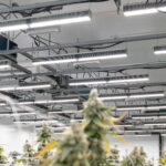 Fluence LED grow lights illuminating rows of cannabis plants in indoor cultivation room, enhancing crop production; Austin-based LED lighting solutions for controlled environment agriculture.