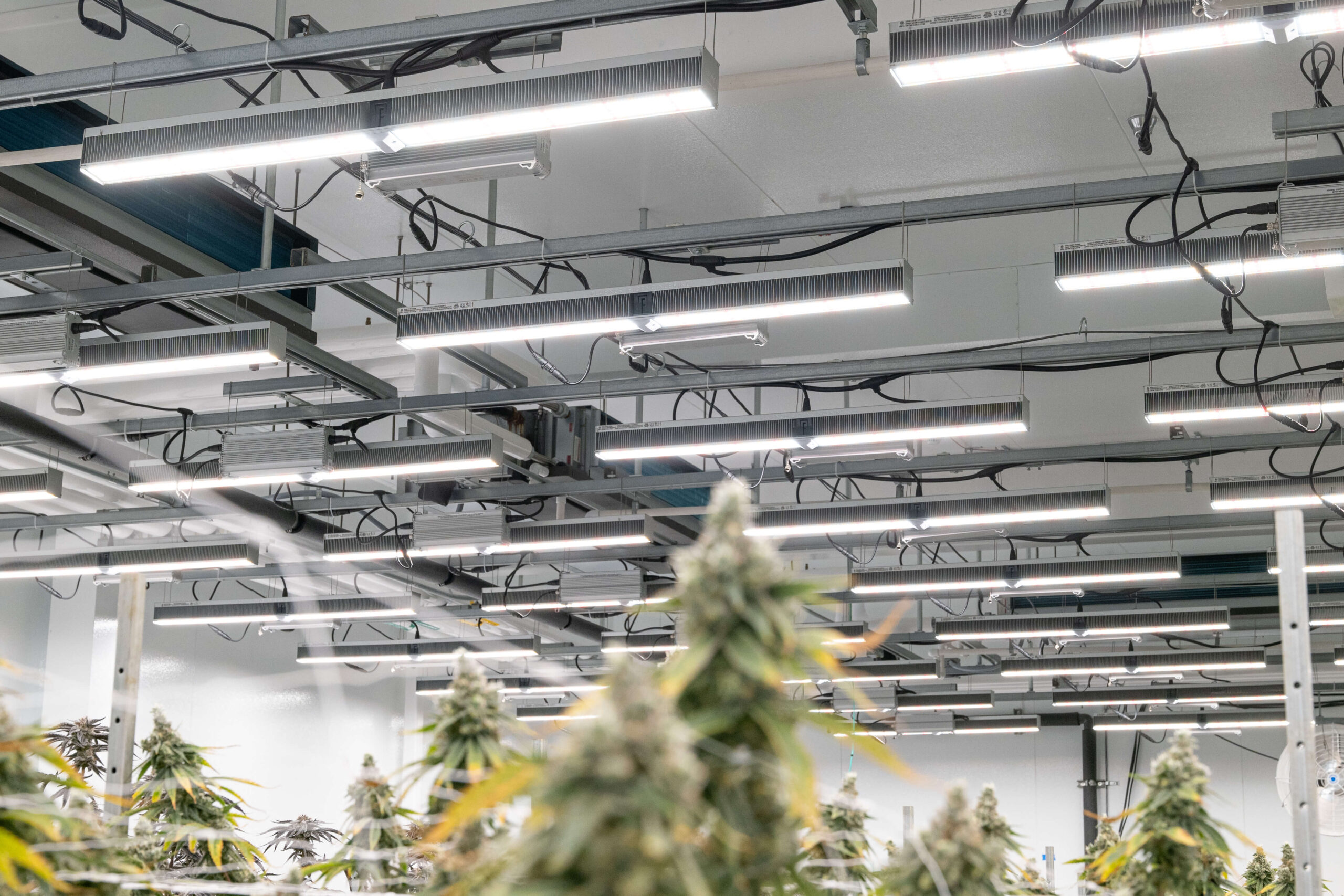 Fluence LED grow lights illuminating rows of cannabis plants in indoor cultivation room, enhancing crop production; Austin-based LED lighting solutions for controlled environment agriculture.