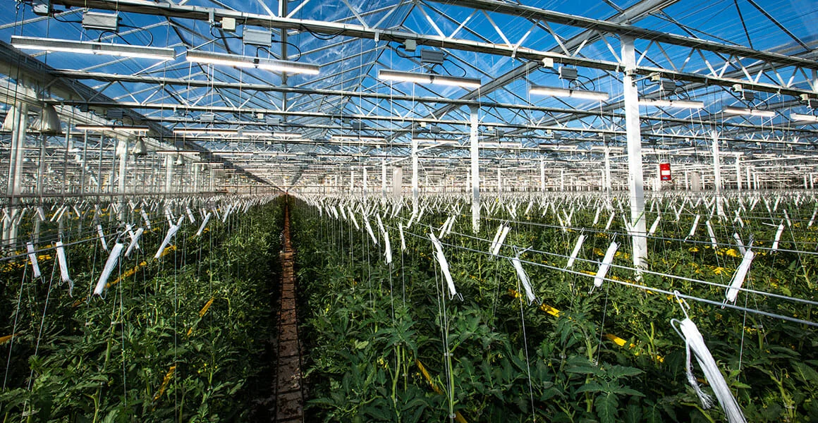 Rows of cannabis plants under commercial LED grow lights in a high-tech greenhouse.