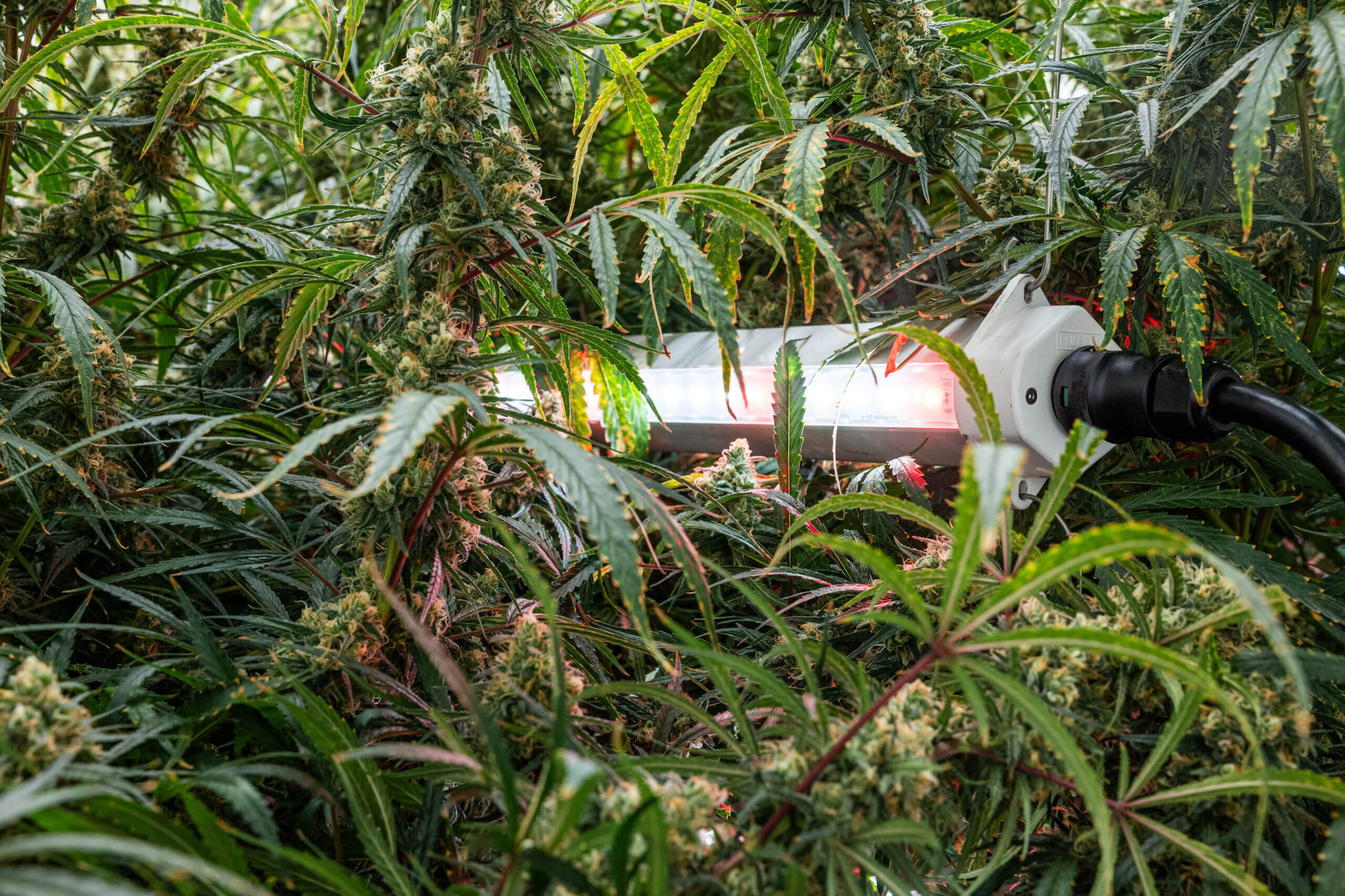 LED grow light enhancing dense green cannabis plants with budding flowers, designed by Fluence in Austin, Texas for optimized indoor agriculture.