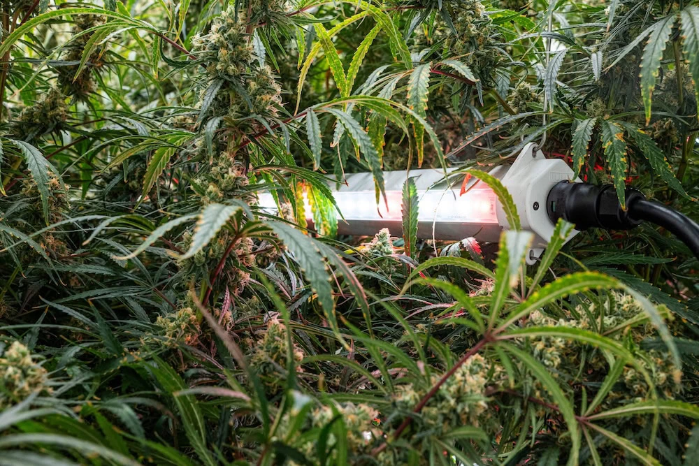 Lampes de culture LED pour cannabis en culture commerciale, illuminant les bourgeons verts.