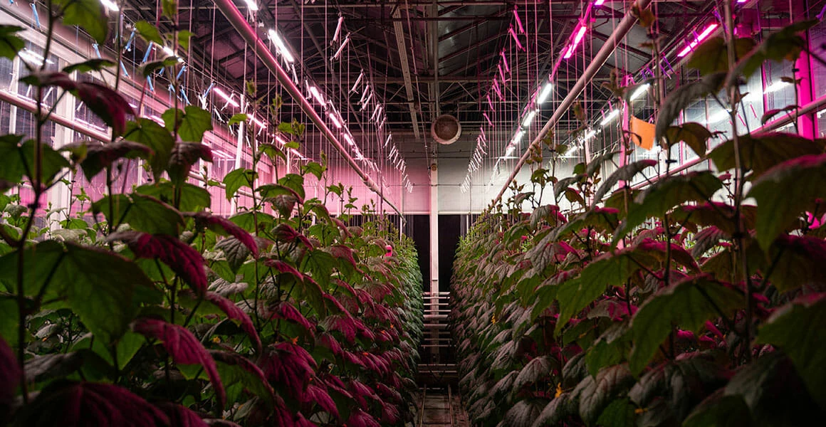Cannabis plants thrive under LED grow lights for commercial cannabis cultivation.