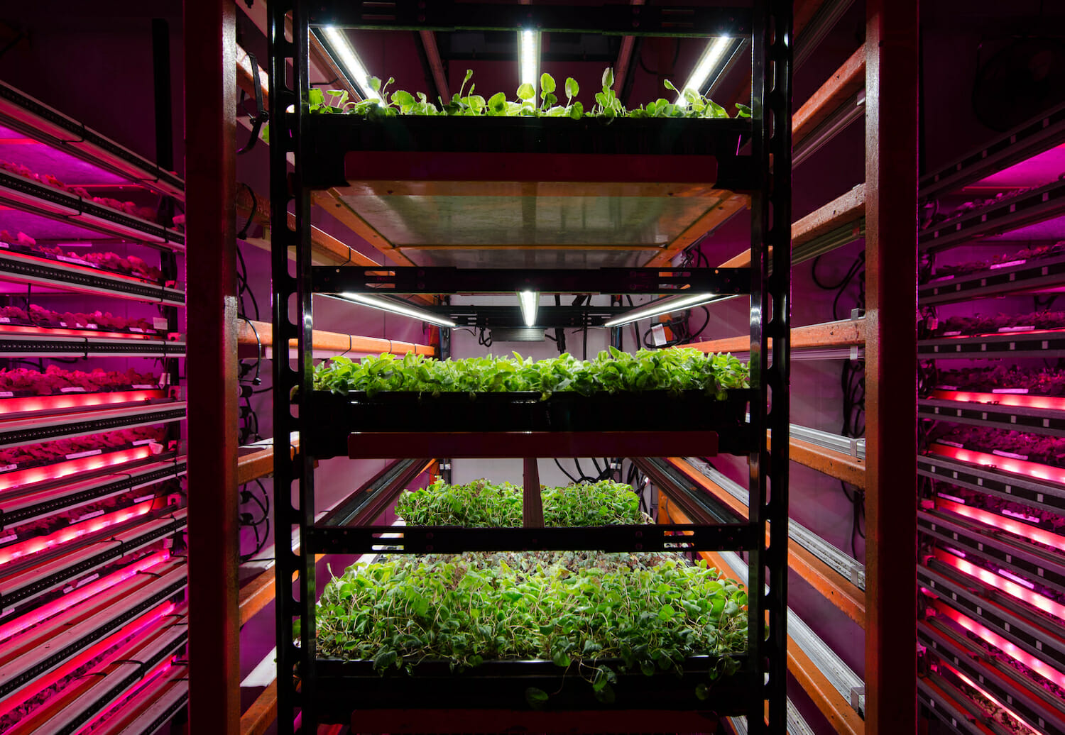 Cannabis plants thriving on racks under LED grow lights for cannabis cultivation.