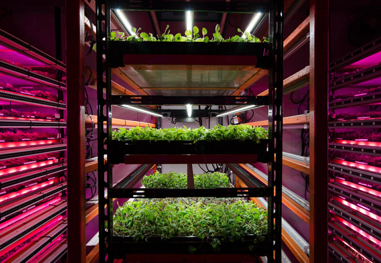 Cannabis plants thriving on racks under LED grow lights for cannabis cultivation.