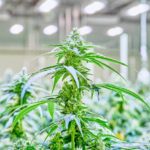 Cannabis plant thriving under Fluence LED lighting in indoor facility; bright, reflective surfaces enhance growth; Fluence logo prominently displayed in top right corner.