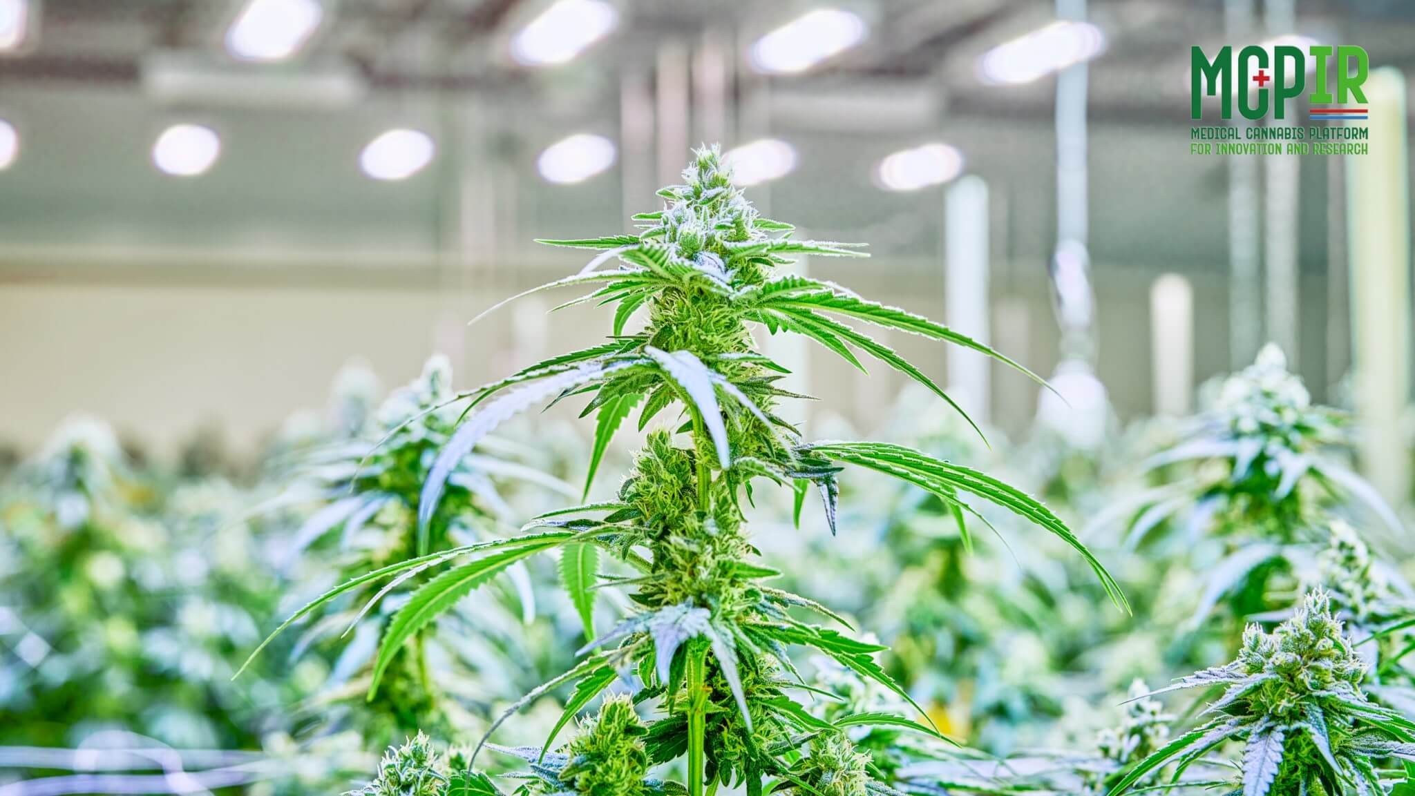 Cannabis plant thriving under Fluence LED lighting in indoor facility; bright, reflective surfaces enhance growth; Fluence logo prominently displayed in top right corner.