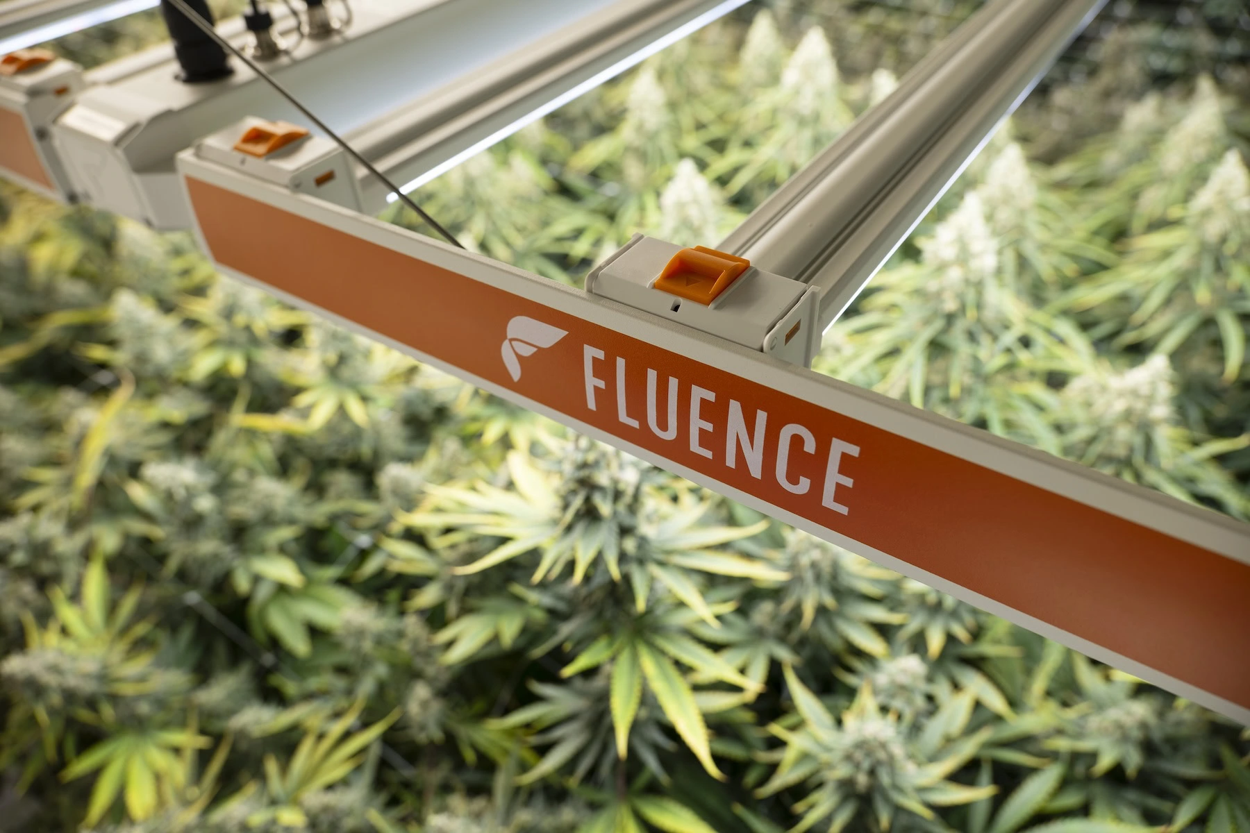 Lampes de culture à LED pour le cannabis au-dessus des plantes matures dans une installation de culture commerciale.