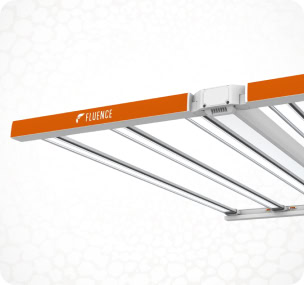 SPYDR 3 Series LED grow light pour la culture commerciale du cannabis, marque Fluence.