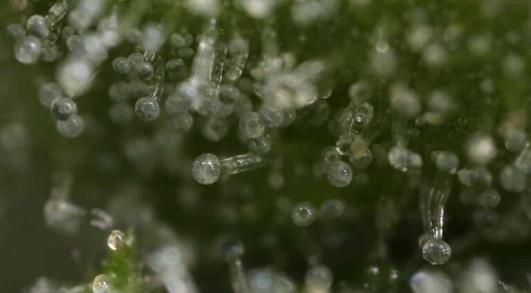 Close-up of cannabis trichomes under LED grow lights for commercial cultivation.