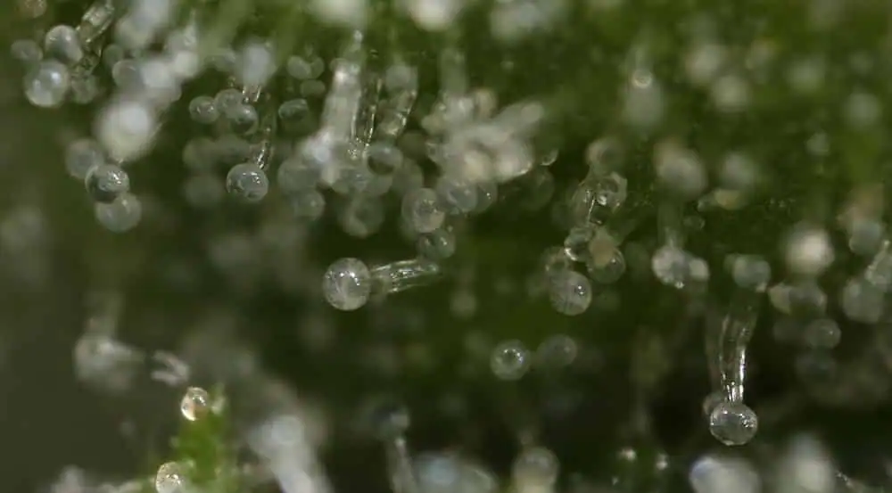 Close-up of cannabis trichomes under LED grow lights for commercial cultivation.