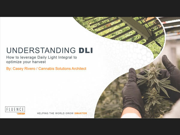 Presentation slide on cannabis DLI with LED grow lights and commercial cannabis plants.