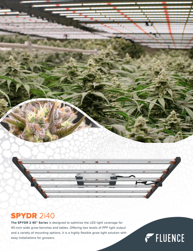 Cannabis plants under SPYDR 2i LED grow lights for commercial cultivation.