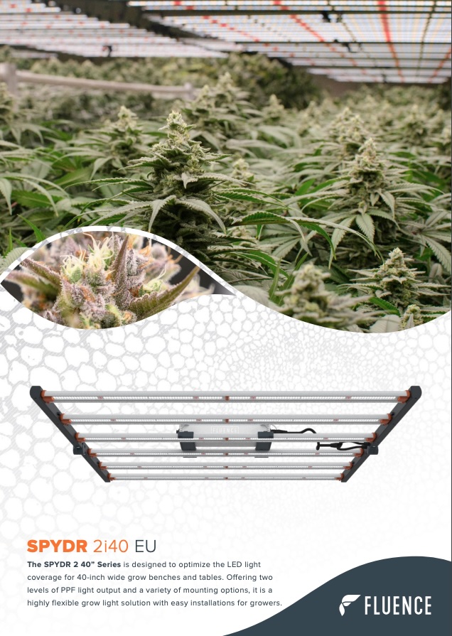 1. Commercial cannabis grow with SPYDR 2i LED grow lights for efficient yields 2. Cannabis cultivation setup using advanced SPYDR 2i LED cannabis lighting 3. Overhead view: mature cannabis under SPYDR 2i LED grow lights in commercial facility 4. Close-up of commercial cannabis cultivation with state-of-the-art LED lighting 5. Modern cannabis lighting technology: SPYDR 2i LEDs over mature plants.