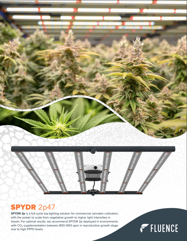 LED grow lights for cannabis above flowering plants, SPYDR 2p for commercial cultivation.