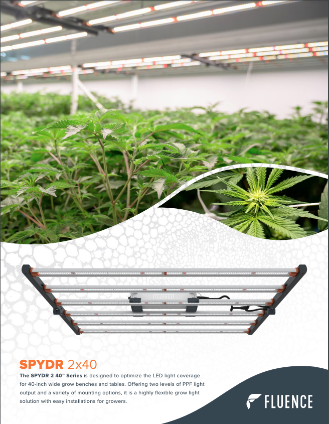 Cannabis plants thrive under SPYDR 2x40 LED grow lights for commercial cultivation.