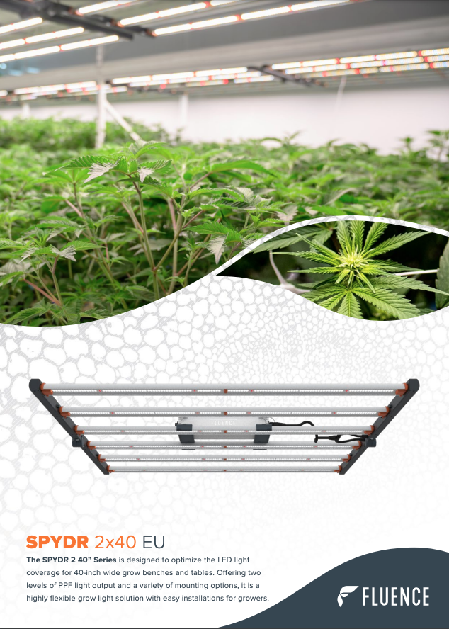 LED grow lights for cannabis illuminate healthy plants; SPYDR 2x cannabis lighting.