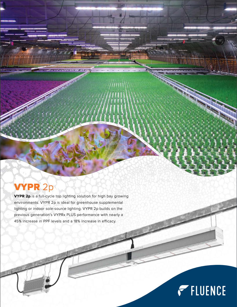 Commercial cannabis cultivation: LED grow lights for cannabis in large greenhouse.